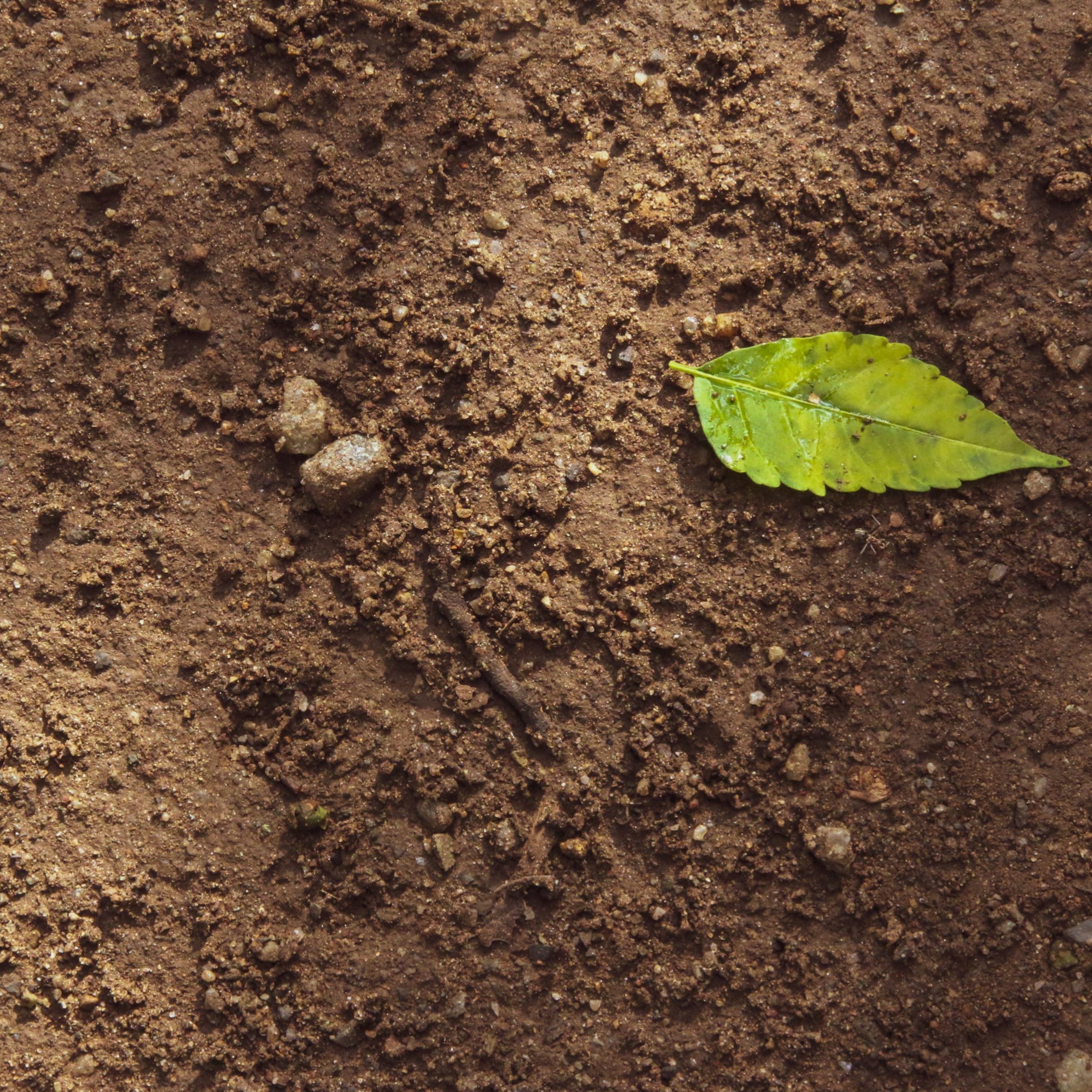 Flower Beds & Planting